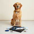 Dog with travel documents