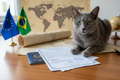 Russian Blue cat with Europe to Brazil travel documents